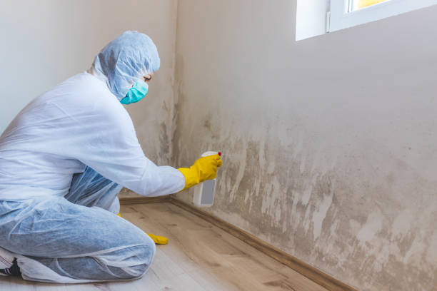 Licensed Basement Mold Remediation service in Muskegon, MI - WQB Mold Removal