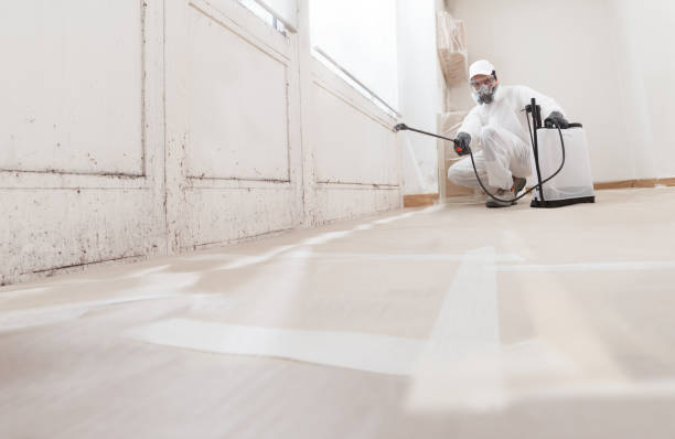 24/7 Emergency Basement Mold Remediation experts in Muskegon, MI