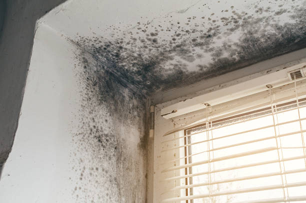 Affordable Basement Mold Remediation solutions in Muskegon, MI